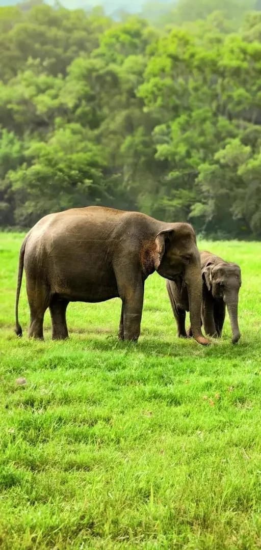 6-Day Munnar, Thekkady & Alleppey Houseboat Tour